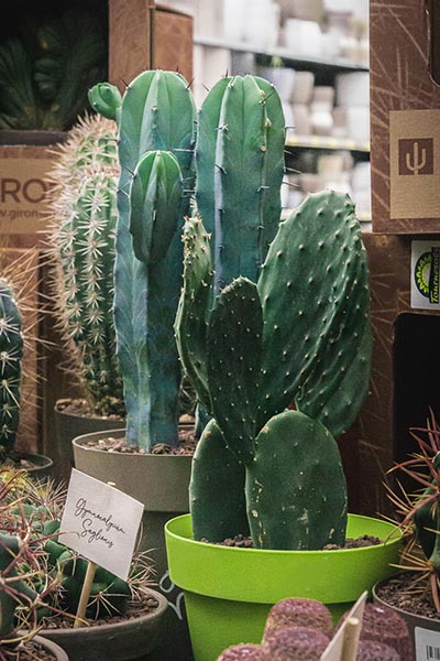 Nos variétés de cactus